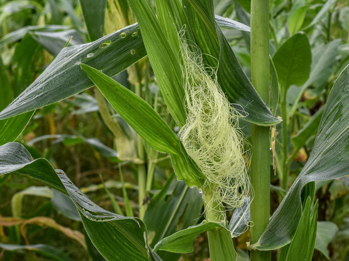 Corn plant with conr silk on its leaves in a field.