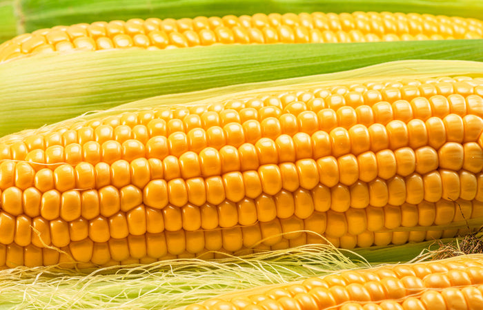 Close-up of yellow corn on the cob with green leaves.