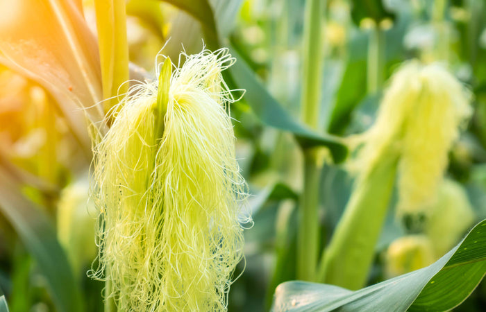 Close-up of a corn cob with corn silk in a field