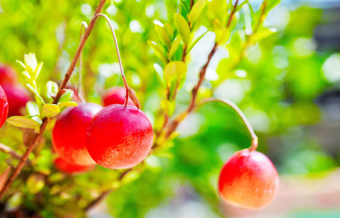 Red cranberries on a green bush with a blurred natural background