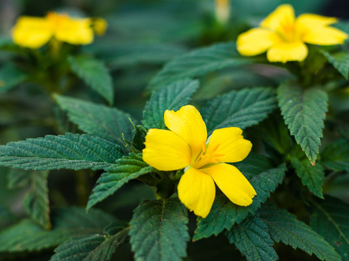 Close-up of a yellow damiana flower with green leaves