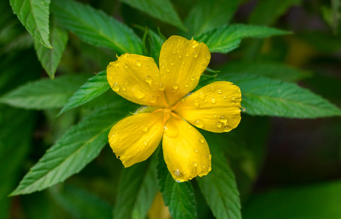 Yellow damiana flower with water droplets on green leaves