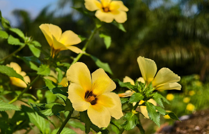Yellow damiana flowers with green leaves in a natural setting