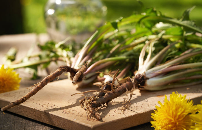 Dandelion roots and flowers on a wooden surface with a blurred green background