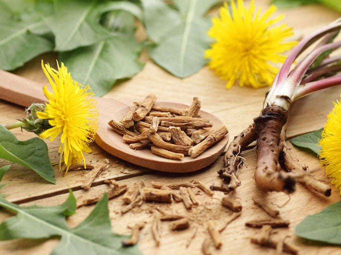 Dried dandelion roots on a wooden spoon with fresh dandelion flowers and leaves on a wooden surface.