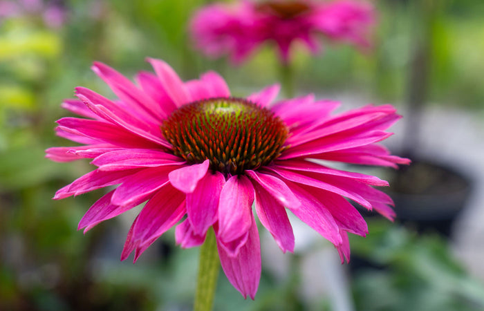 Close-up of a pink echinacea flower with a blurred green background