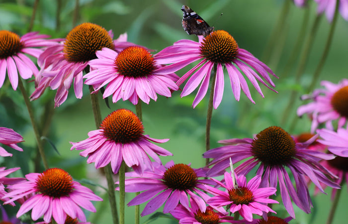 Pink echinacea flowers with a butterfly in a garden setting