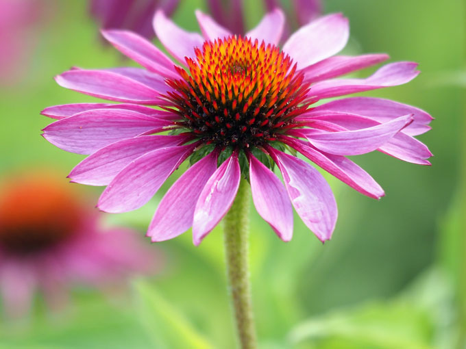 Close-up of a pink echinacea flower with a blurred green background