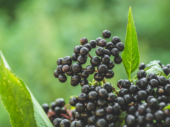 Close-up of black elderberries with green leaves on a blurred green background