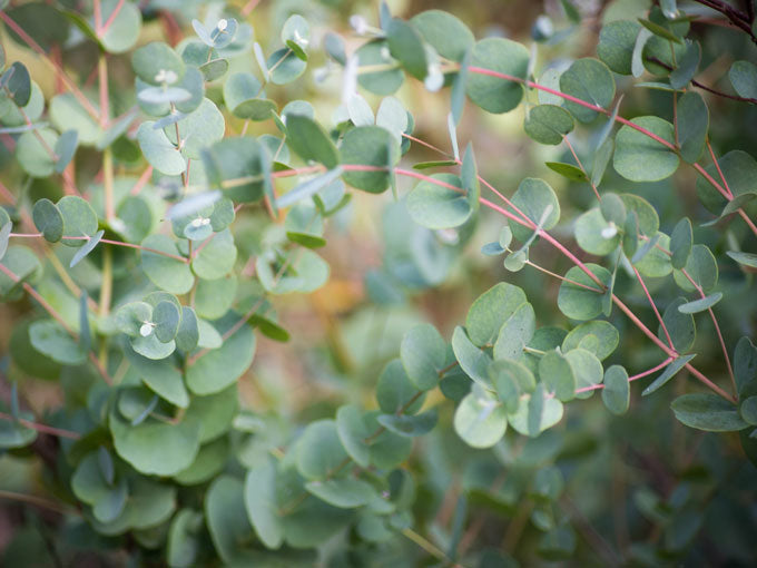 Close-up of green eucalytptus leaves with a blurred natural background