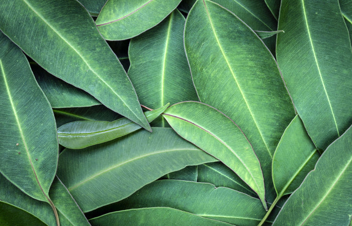 Close-up of green eucalyptus leaves with a focus on texture and color.