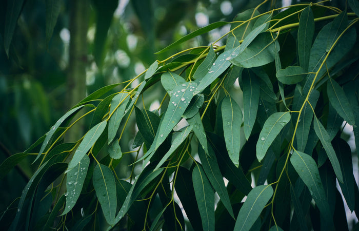 Close-up of eucalyptus leaves with water droplets on a blurred green background