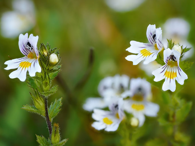Close-up of white eyebright flowers with yellow centers on a blurred green background
