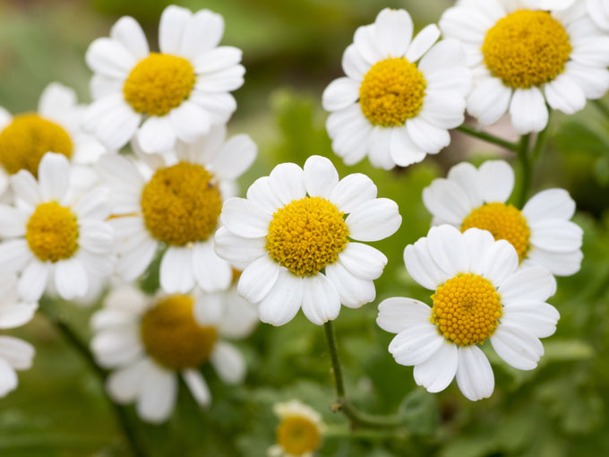 Organic Feverfew Herb