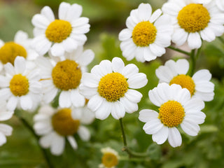 Organic Feverfew Herb