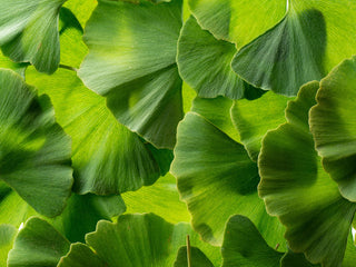 Organic Ginkgo Biloba Leaf