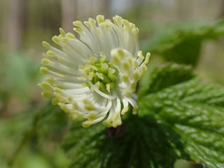 Organic Goldenseal Leaf