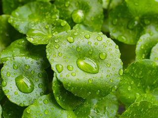 Organic Gotu Kola Herb