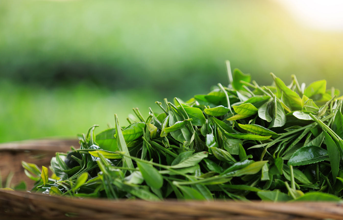 Fresh green tea leaves in a wooden basket with a blurred green background