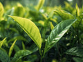 Saffron Green Tea