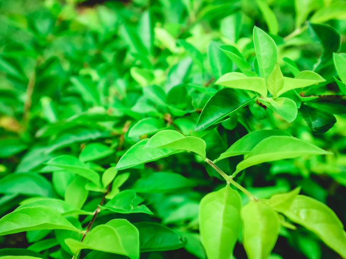 Organic Gymnema Leaf