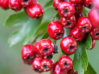 Organic Hawthorn Berry