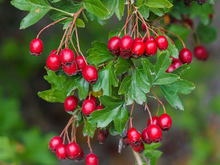 Organic Hawthorn Leaf