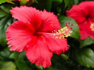 Organic Hibiscus Flower