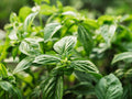 Holy Basil Tea