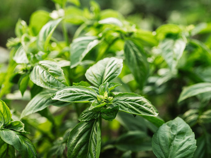 Organic Holy Basil Leaf