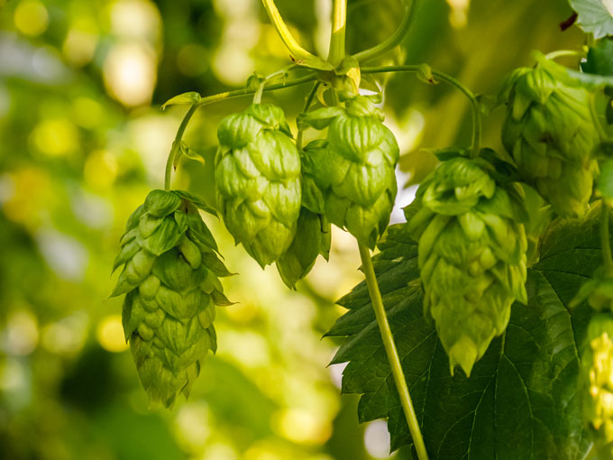Organic Hops Flower