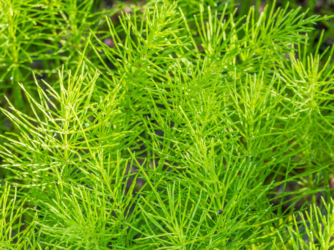 Organic Horsetail Herb