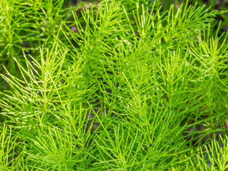 Organic Horsetail Herb