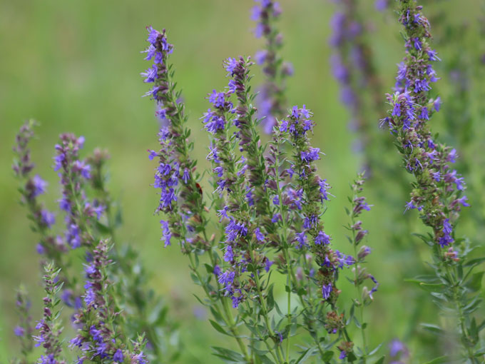 Organic Hyssop Herb