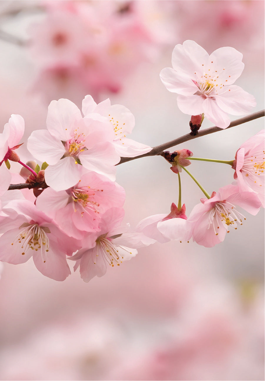 Close-up of pink cherry blossoms with a blurred background