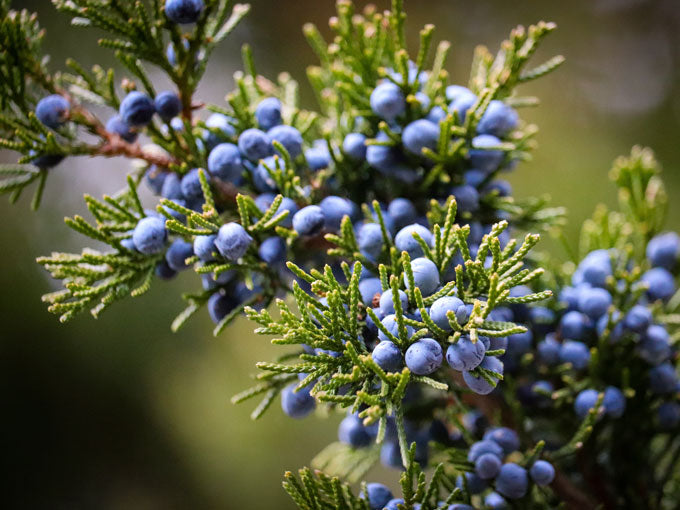 Organic Juniper Berry