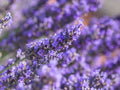 Lavender Tea