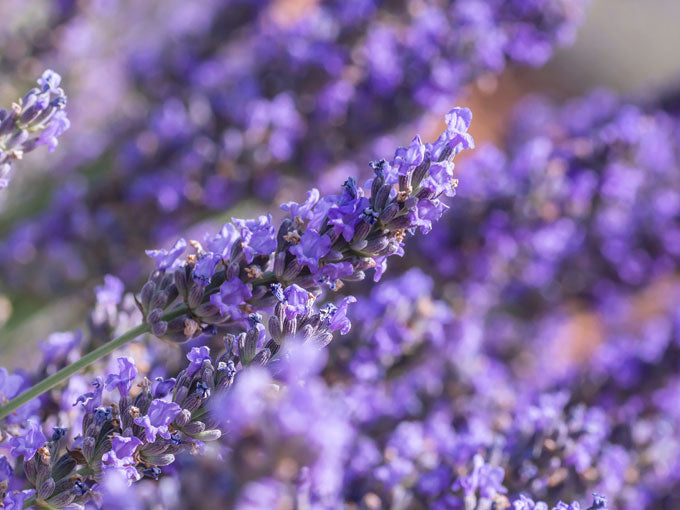 Organic Lavender Flower