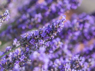 Organic Lavender Flower