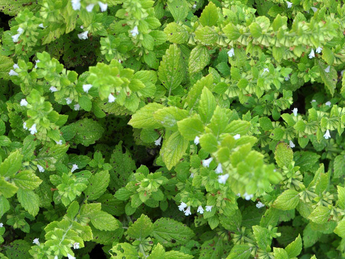 Organic Lemon Balm Leaf