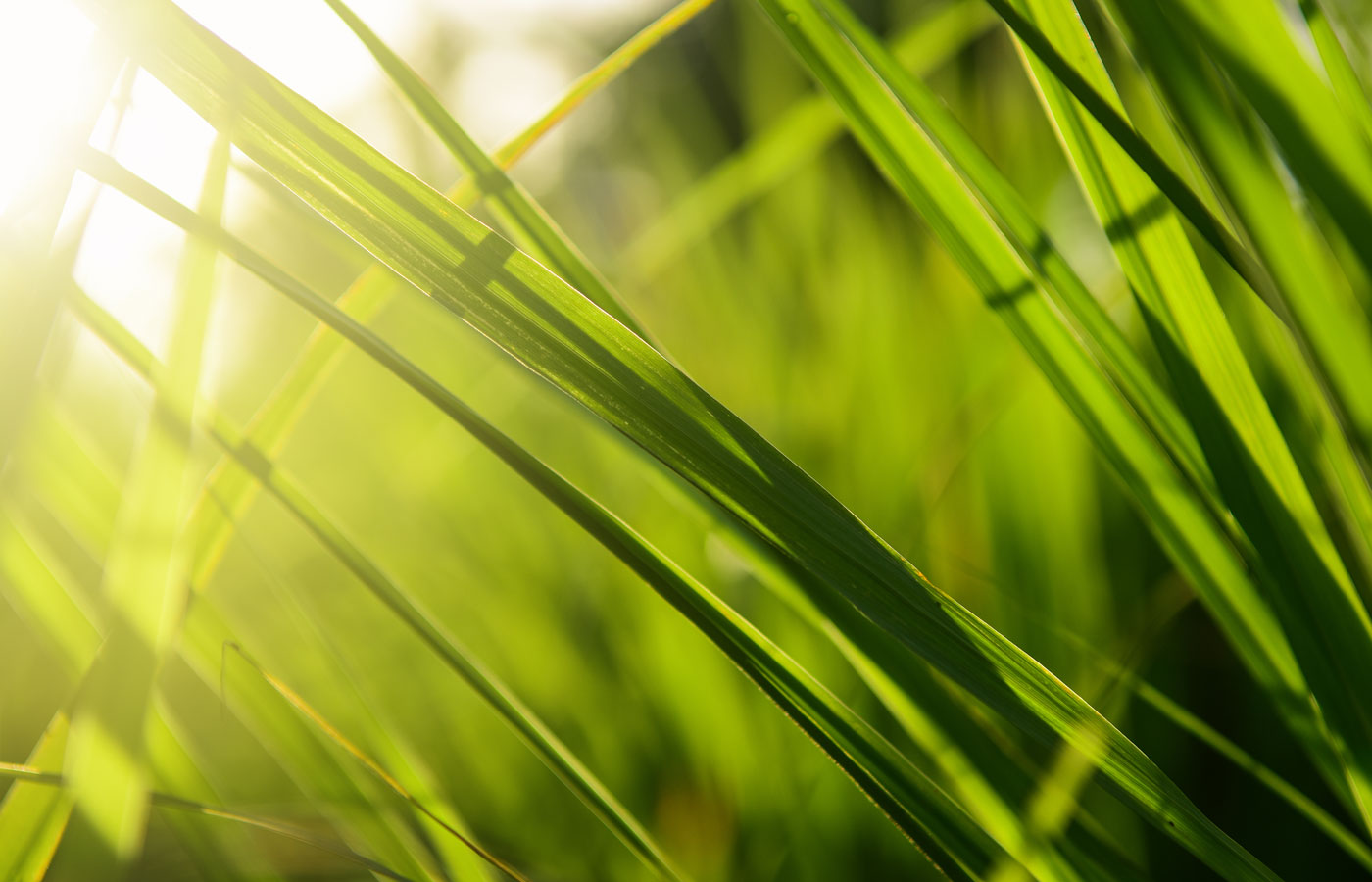 Lemongrass Green Tea Benefits: Daily Wellness & Clean Energy