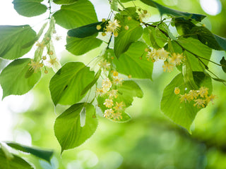 Organic Linden Leaf & Flower