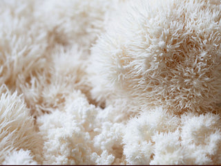 Organic Lion's Mane Mushroom