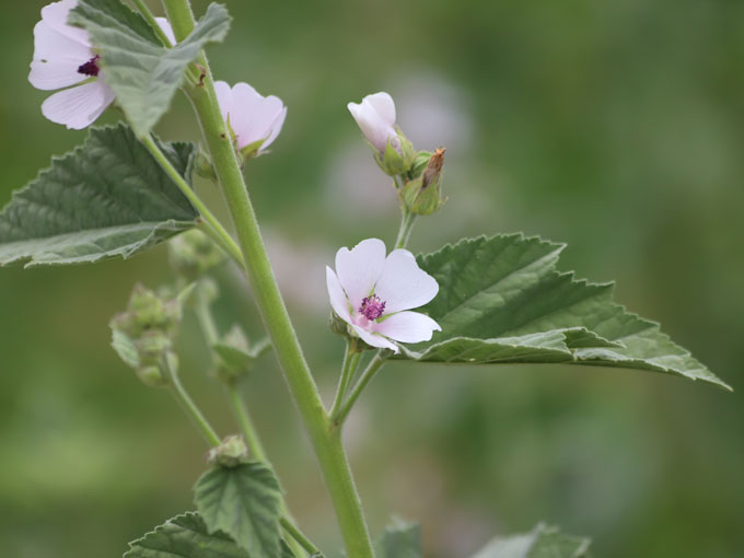 Organic Marshmallow Leaf