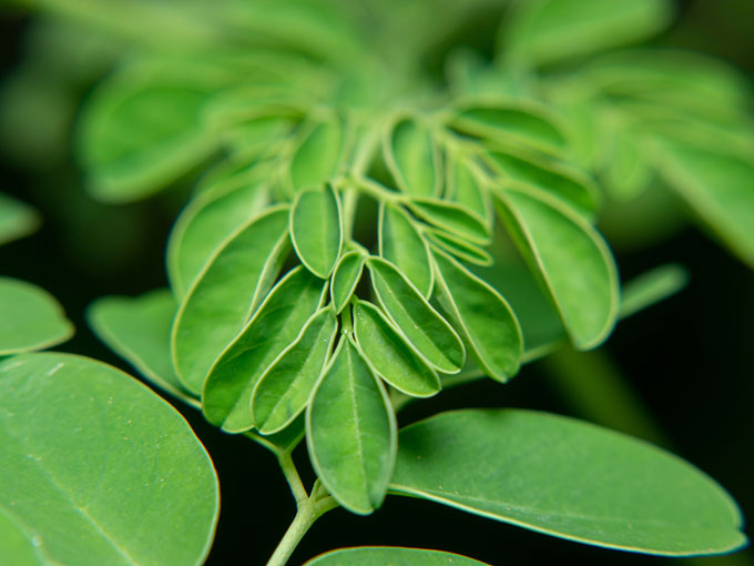 Organic Moringa Leaf