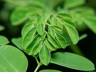 Organic Moringa Leaf