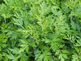 Organic Mugwort Herb