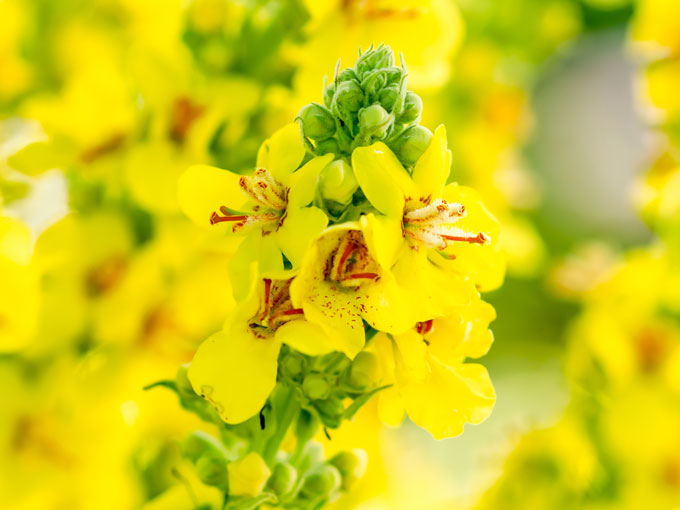 Organic Mullein Leaf