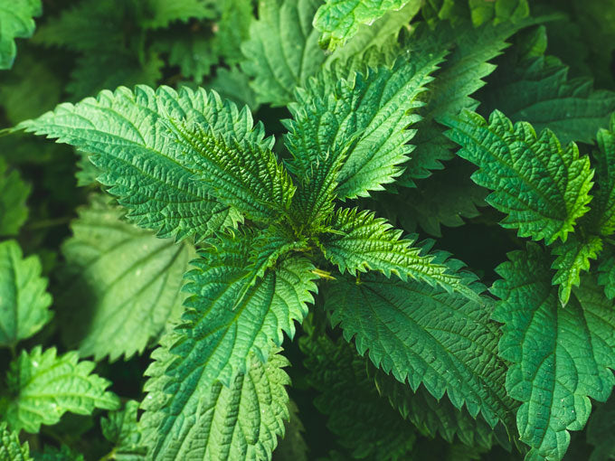 Organic Nettle Leaf