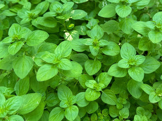 Organic Oregano Leaf